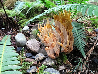 Gold Coral Fungus - Clavaria sp. Stock Photo