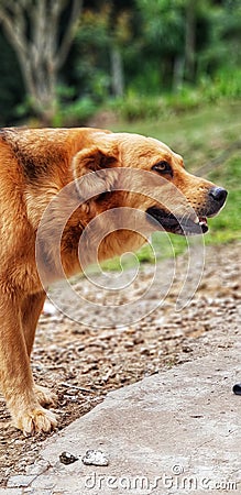 Gold dog smiling in the farm Stock Photo