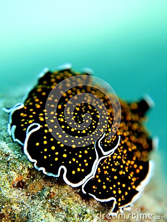 Gold dotted flatworm Stock Photo