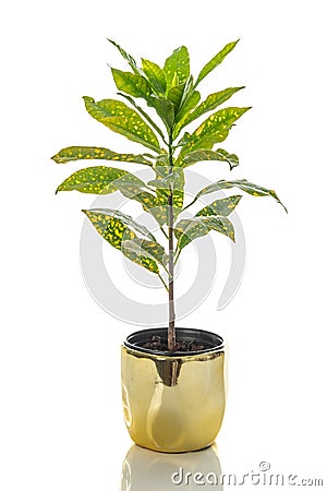 Gold Dust Croton plant in a golden pot Stock Photo