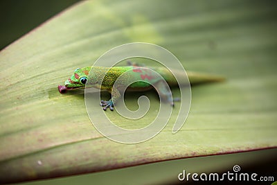 Gold dust day gecko feeding on Bromeliad plant leaf Stock Photo