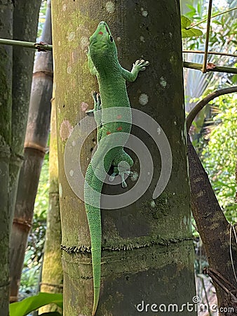 Gold dust day gecko Phelsuma laticauda, Syn. Pachydactylus laticauda, Der Goldstaub-Taggecko or il felsuma dalla coda larga Stock Photo