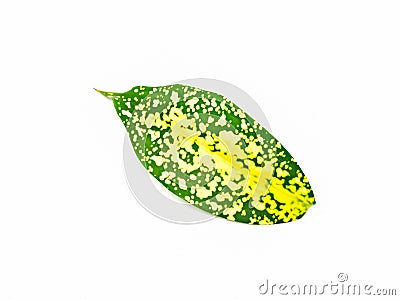 Gold dust dracaena foliage isolated on white Stock Photo