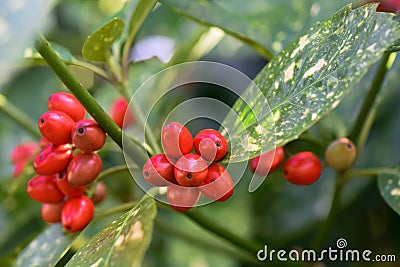 Spotted laurel Aucuba japonica Variegata, red berries Stock Photo