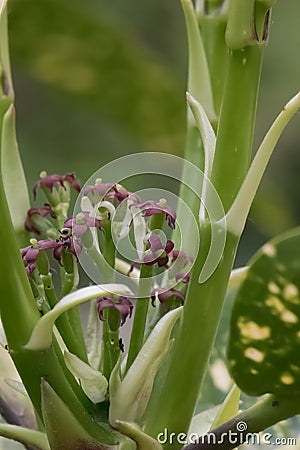 Spotted laurel Aucuba japonica Variegata, flowers Stock Photo