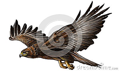 Gold eagle fly color vector. Vector Illustration