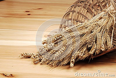 Gold ears of corn in the dimin Stock Photo