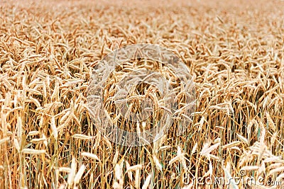 Gold ears ripe wheat field Stock Photo
