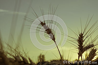 Gold ears of wheat close up on a background of sunset and a blur. Stock Photo