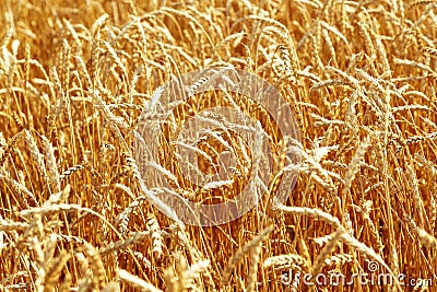 Gold ears of wheat, daylight. Wheat field in nature Stock Photo