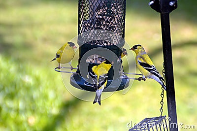 Gold Finches at the Bird Feeder Stock Photo