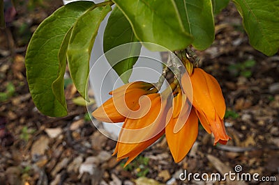 Gold Finger, Juanulloa aurantiaca Stock Photo