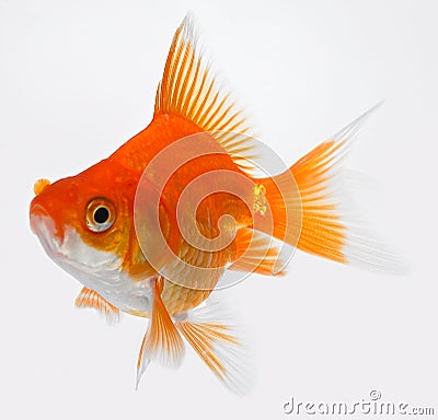 Gold fish Stock Photo