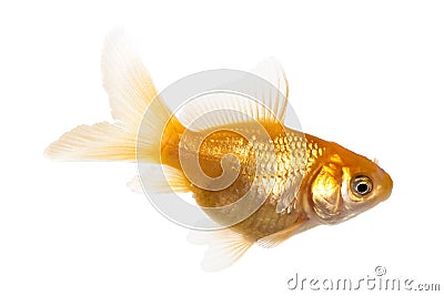 Gold fish Stock Photo