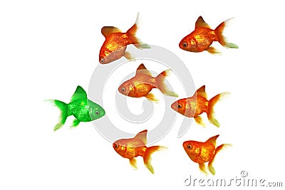 Gold fish Stock Photo