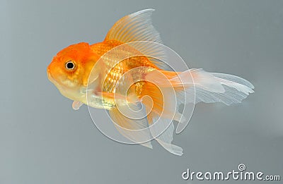 Gold fish Stock Photo