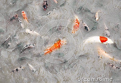Gold Fish in abstract water Background Stock Photo