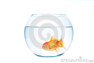 Gold fish with fishbowl on the white background Stock Photo