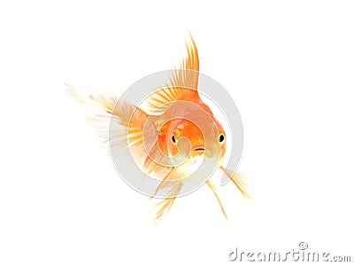 Gold fish isolated on white Stock Photo