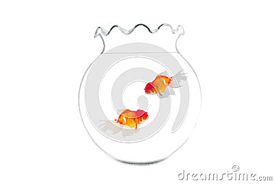Gold fish isolated Stock Photo