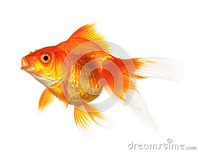 Gold fish Stock Photo
