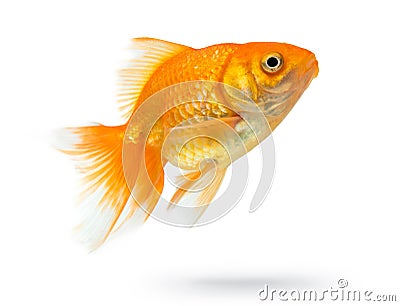 Gold fish isolated on white background Stock Photo