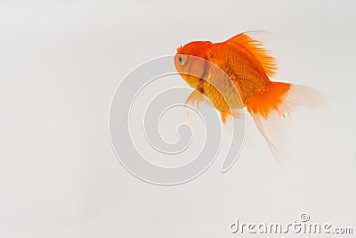 gold fish swimming white background orange silver Stock Photo