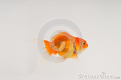 gold fish swimming white background orange silver Stock Photo