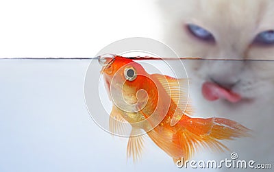 Gold fish at the waterline Stock Photo