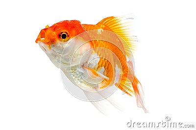 Gold fish on a white background : Clipping path Stock Photo