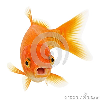 Gold Fish on White Background Stock Photo