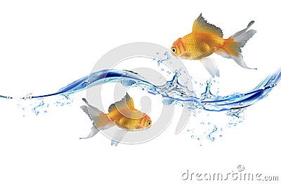 Gold fishes jumping over slash blue water. Stock Photo