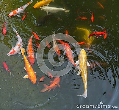 Gold fishes over water Stock Photo