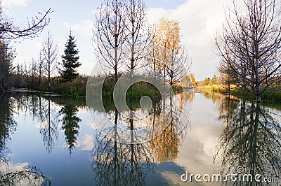 Gold forest and reflection water Stock Photo