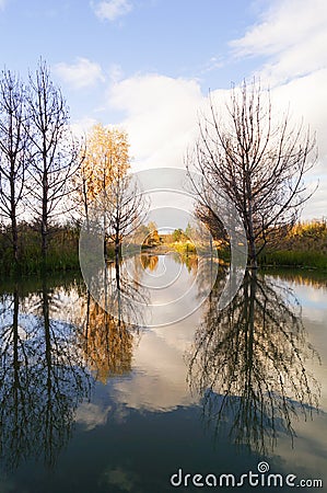 Gold forest and reflection water Stock Photo