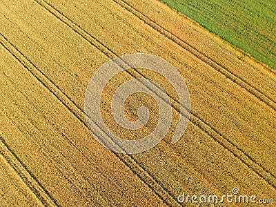 Gold grain fields with truck tracks, green meadow, aerial view from top Stock Photo