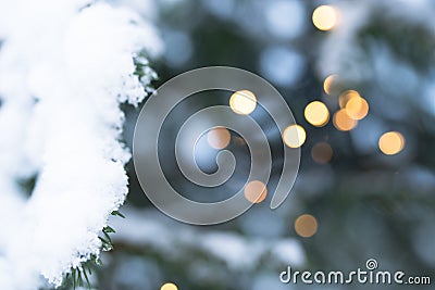 Snow Covered Branch of a Fir Tree Beautyful Christmas Stock Photo