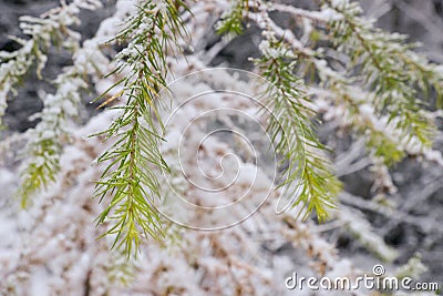 Snow Covered Branch of a Fir Tree Beautyful Christmas Stock Photo