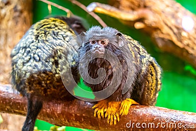 Gold handed tamarin monkey Saguinus midas is resting on the tree branch. Detail look to primate animal. Small mammal naturally Stock Photo