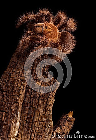 Gold Honduran Curlyhair Tarantula Stock Photo