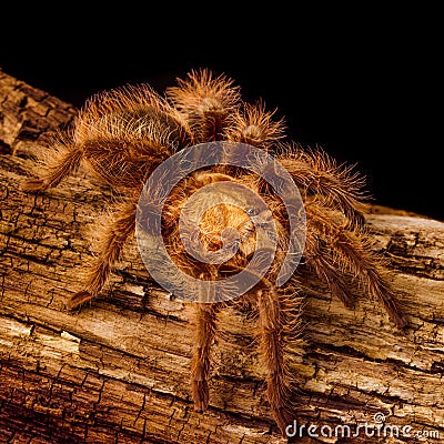 Gold Honduran Curlyhair Tarantula Stock Photo