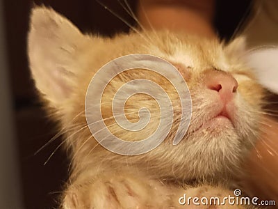 Little cat after a good sleep Stock Photo