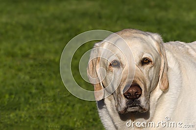 A gold labrador retriever stares at the camera. Stock Photo