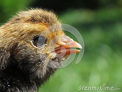 Gold laced Polish chick Stock Photo