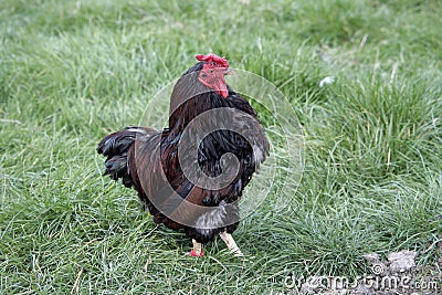 Gold laced wyandotte bantam Stock Photo