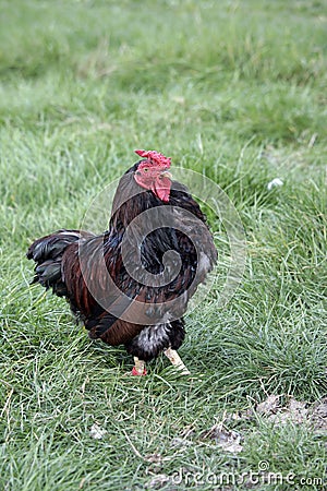 Gold laced wyandotte bantam Stock Photo