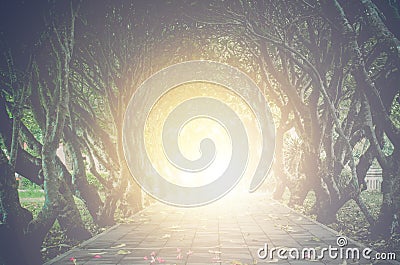Gold light at the end of the tunnel of trees - concept hope. Stock Photo