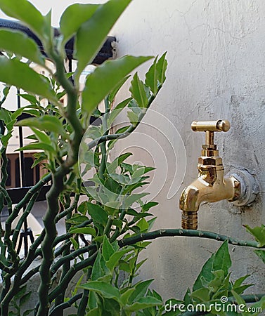Gold metallic outdoor water tap with green plants around it Stock Photo