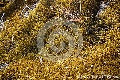 Gold moss at Pha Hin Goob Stock Photo