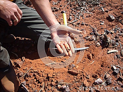 Gold nugget in a man`s hand of 11g found on the goldfields of Western Australia. Stock Photo